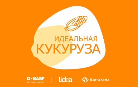 Совместный проект с LIDEA и BASF «Идеальная кукуруза»