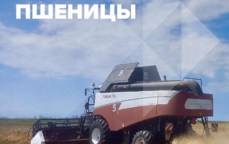 Уборка озимой пшеницы в Калининском районе