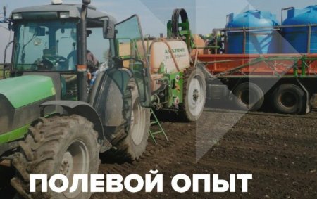 Полевой опыт совместно с компанией BASF в Рязанской области