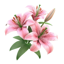 Декоративные культуры