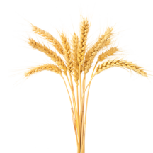 Пшеница <br>  (50-200 кг/га)