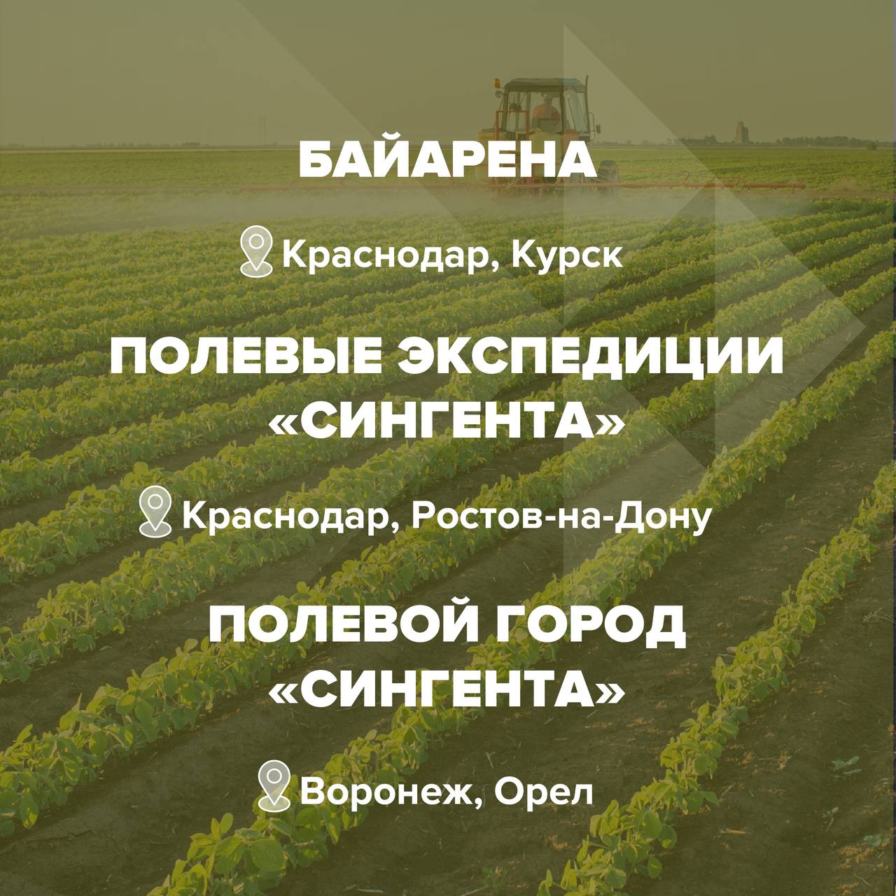 Сингента
